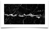 Thorns - Natural razor wire  ( Dunham Massey) - Richard Nicholls